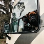 Trekkers In Training - Boxer Dogs